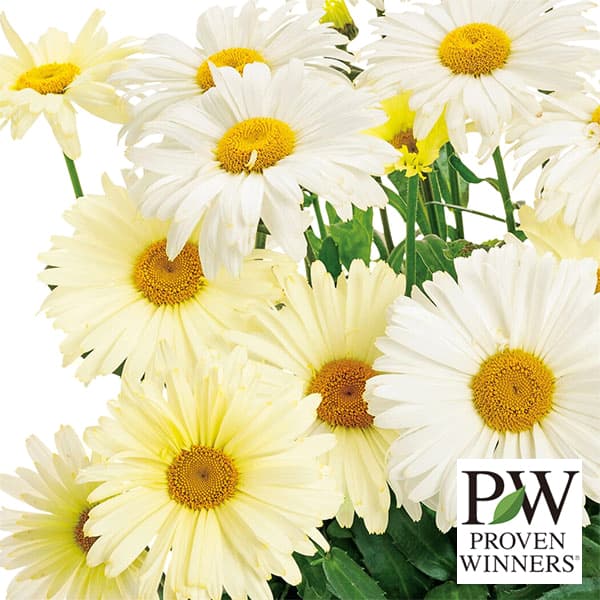 草花の苗/[送料無料]レウカンセマ...