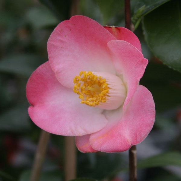 花木 庭木の苗/椿（ツバキ）：サニーサイド 4号ポット