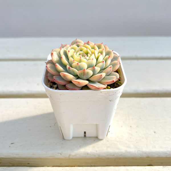 観葉植物/エケベリア：ブルーミニマ錦 2.5号