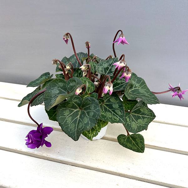 草花の苗/シクラメン：ローゼス ブルー・枝垂れ咲き3.5号ポット