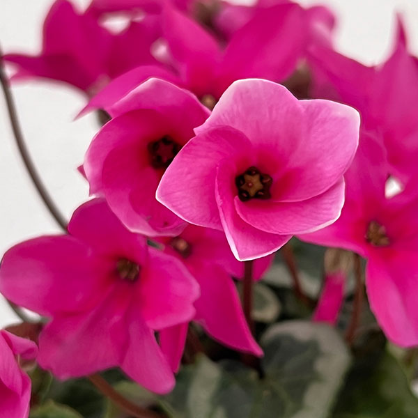 シクラメン：アンジュ パープル3.5号底面給水角鉢