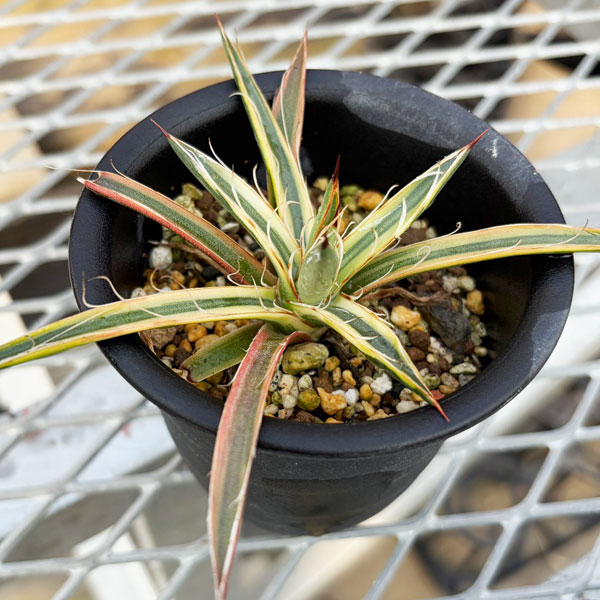 楽天市場】滝の白糸 アガベ（花・ガーデン・DIY）の通販