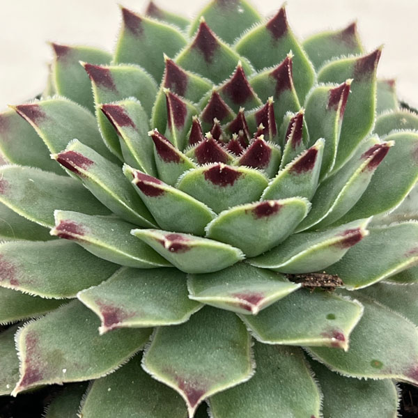 観葉植物/センペルビウム：ティップトップ 2号ポット