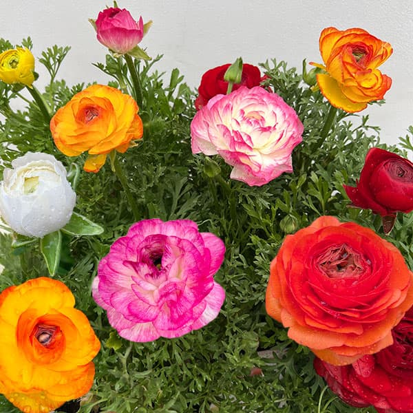 楽天市場】綾 園芸 ラナンキュラスの通販