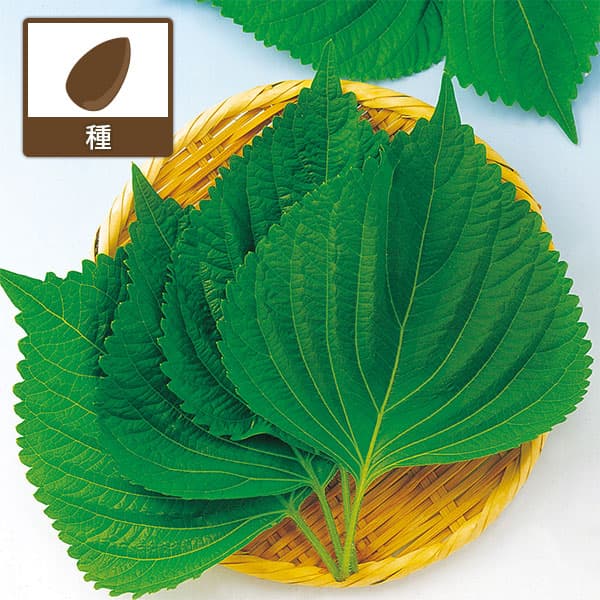 シソ：えごま（白種子）[葉は韓国料理や焼肉のお供に・実はえごま味噌やゴマ同様に利用できる 野菜タネ]