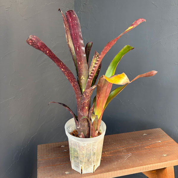 楽天市場】ビルベルギアの通販