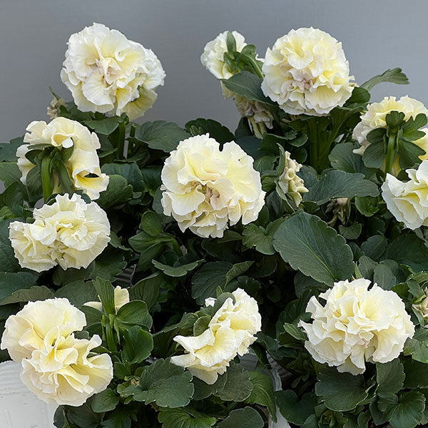 楽天市場】パンジー アントワネットの通販