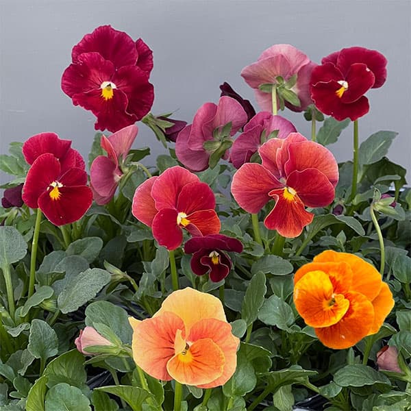草花の苗/うえたコレクションビオラ：ルージュのシンフォニー3.5号ポット 3株セット