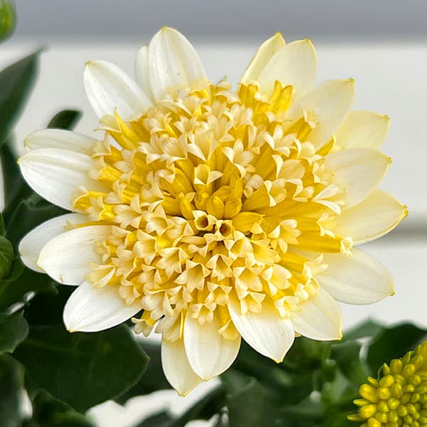 草花の苗/オステオスペルマム：プリンセス バナナタルト3.5号ポット