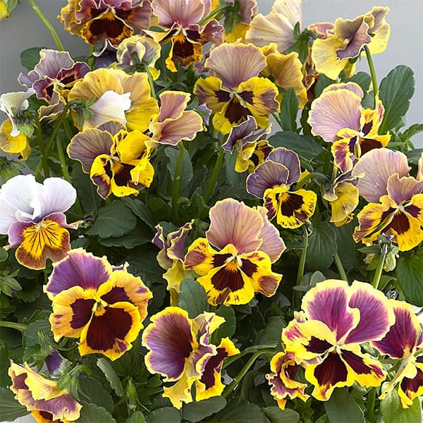 楽天市場】ビオラ バイカラーの通販