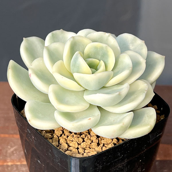 観葉植物/エケベリア：フレンドシップ錦 2.5号ポット