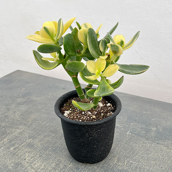 楽天市場】黄金花月の通販