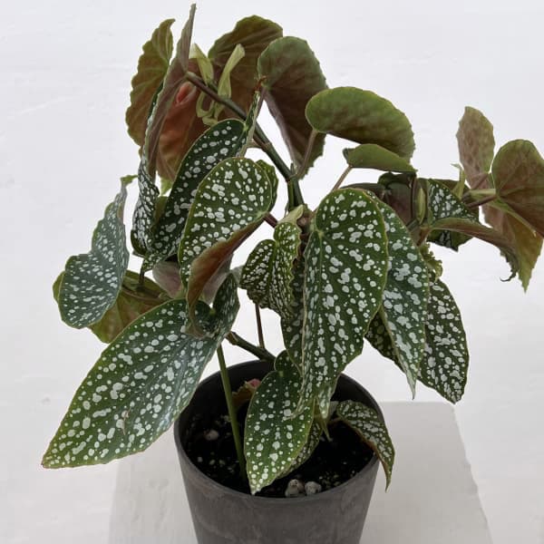 観葉植物/ベゴニア：シルバーマスコット 4号