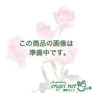 ハーブの苗/ニホンハッカ：すずかぜ3号ポット