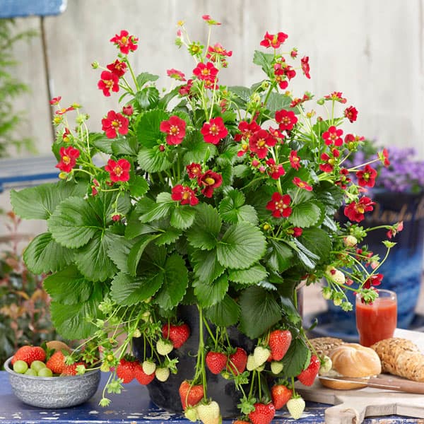 野菜の苗/イチゴ（四季なり）：ルビーアン3号ポット*
