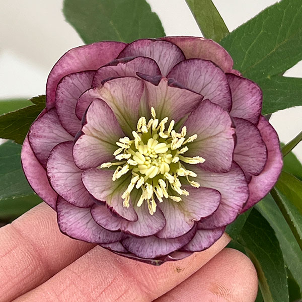 楽天市場】プチドール クリスマスローズの通販