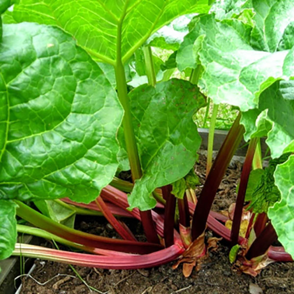 ハーブの苗/ルバーブ3号ポット 6株セット