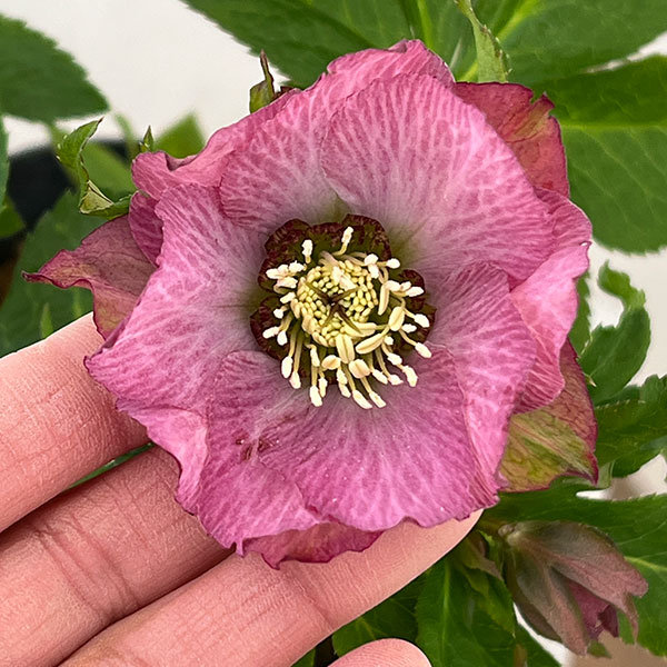 �����ե����व��Υ��ꥹ�ޥ���������26-27����륦������4.5��ݥåȡڸ��������