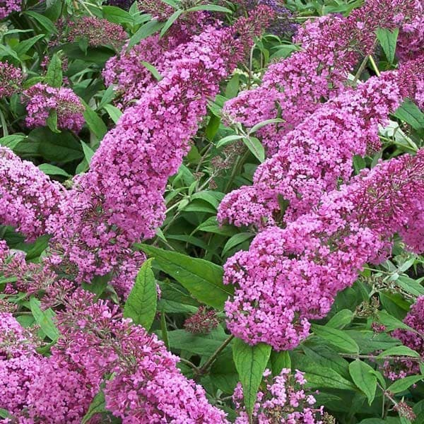 花木 庭木の苗/ブッドレア：シュガープラム5号ポット