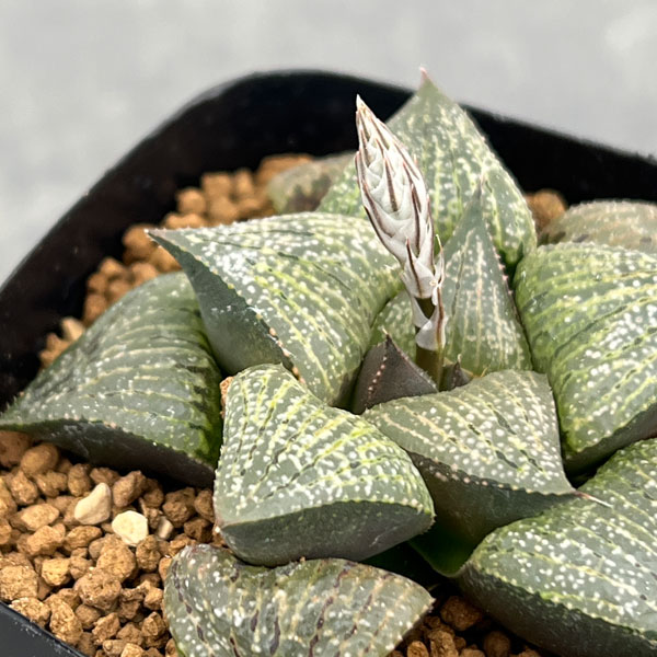 観葉植物/ハオルチア：P6×TN白夜ピクタ 2.5号鉢植え