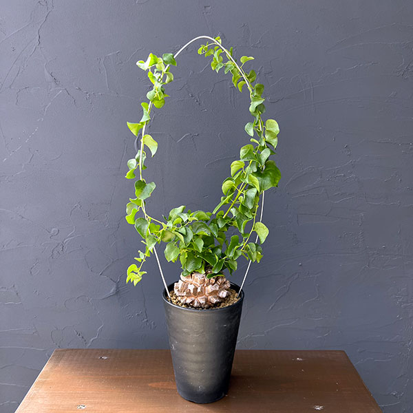 観葉植物/キッコウリュウ：しっかり...