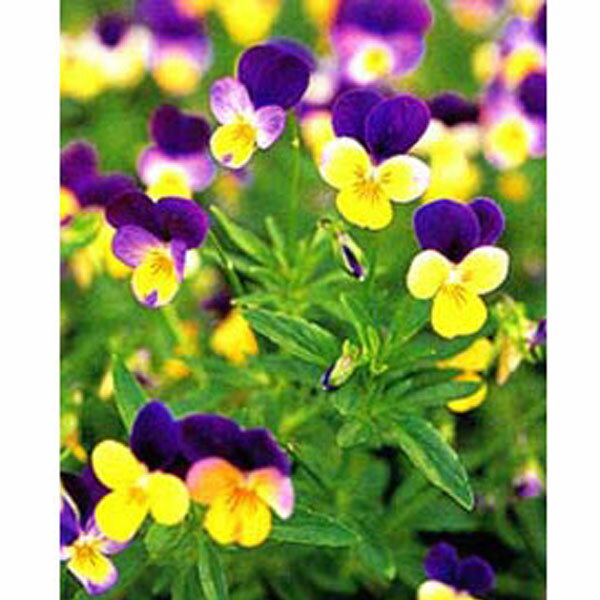 ハーブの苗/ワイルドパンジー：ハーツイーズ3号ポット 12株セット