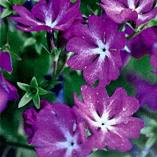 山野草の苗/日本サクラソウ（桜草）：初日の光（はつひのひかり）3号ポット