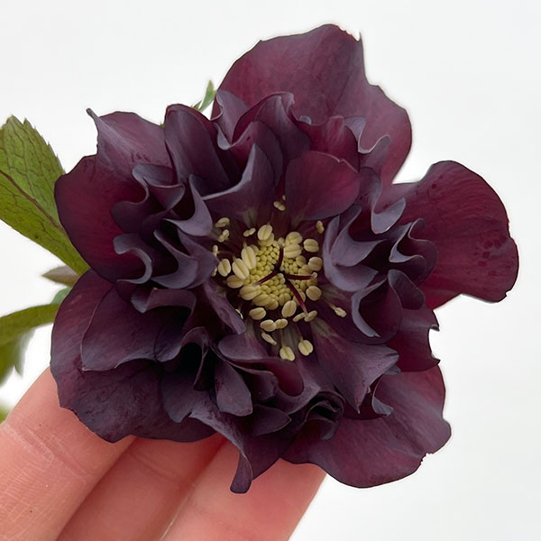 細川さんのクリスマスローズ：ダブル...