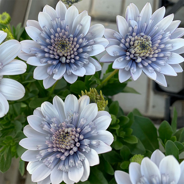 草花の苗/オステオスペルマム：シルバーナイト3.5号ポット* 6株セット