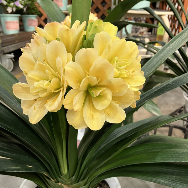 クンシラン：黄花八重咲き君子蘭 令和ゴールド 6号鉢植え 26-01