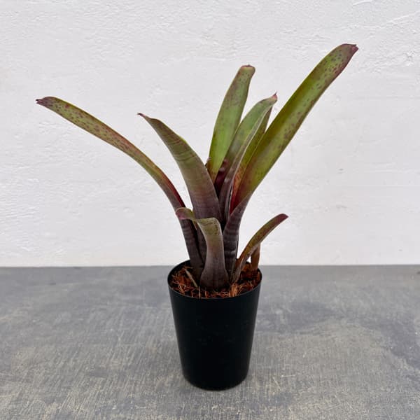 観葉植物/ネオレゲリア：マクラータ 3号ポット engei2-10324723 園芸ネット プラス パッケージ画像