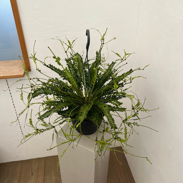 楽天市場】苔玉 アスプレニウムの通販