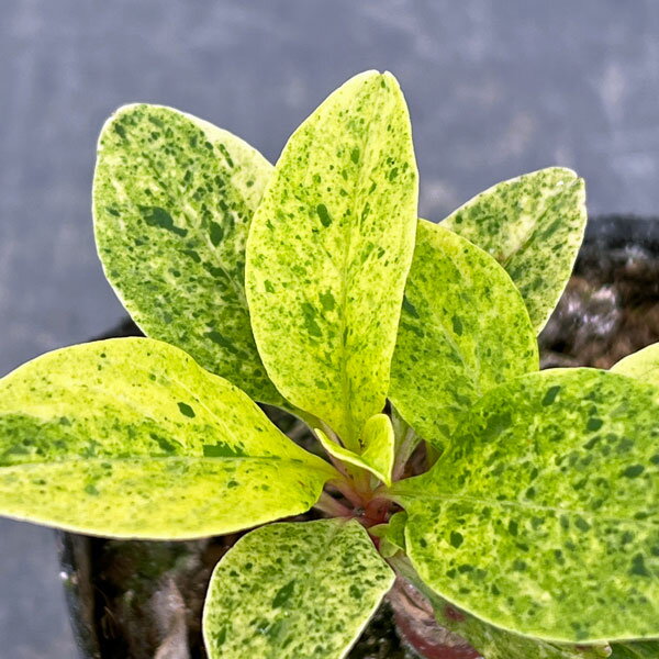 ヨウシュヤマゴボウ（洋種山牛蒡）の特徴・花の時期・花の色｜植物図鑑