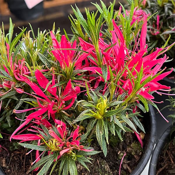 花木 庭木の苗/アザレア：スタースタイル ピンクスター（桃）5号ポット