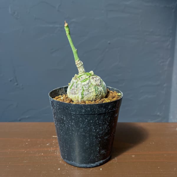 楽天市場】ボンバックス（花・観葉植物｜花・ガーデン・DIY）の通販