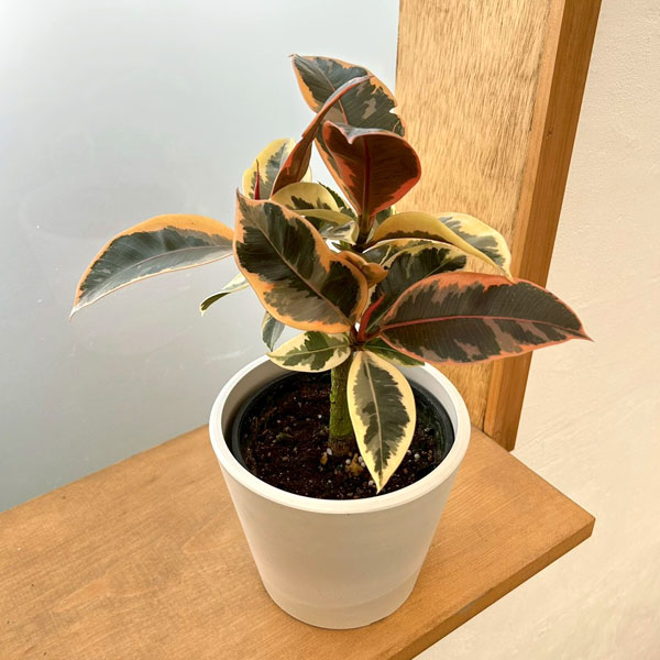 Rakuten - 観葉植物/フィカス：ティネケ 3.5号鉢植え 鉢カバー付き(樹脂製鉢カバー・シティローMホワイト)