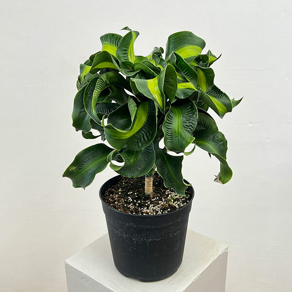 Rakuten - 観葉植物/ドラセナ：マッソ二アナ 6号鉢植え
