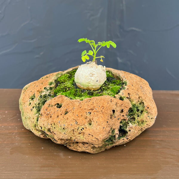 楽天市場】モリンガ（観葉植物｜花・観葉植物）：花・ガーデン・DIYの通販