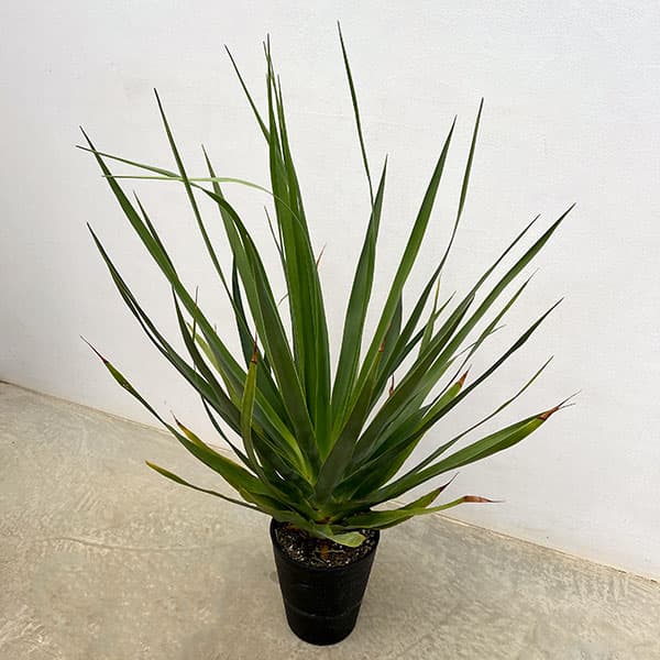 観葉植物/ドラセナ：ドラコ 7号鉢植え（26-02）