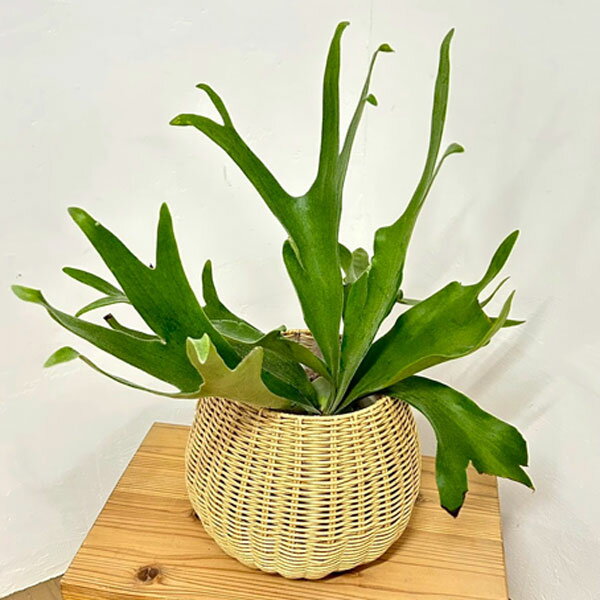 観葉植物/ビカクシダ：ネザーランド...