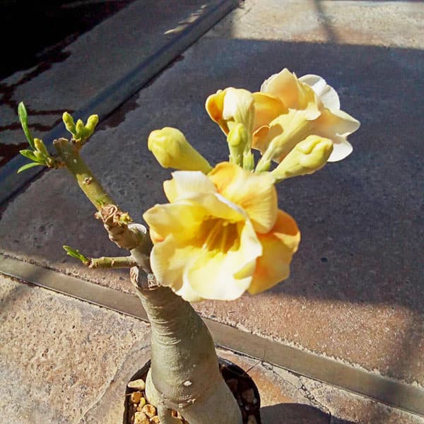 楽天市場】アデニウム 砂漠 の 薔薇の通販