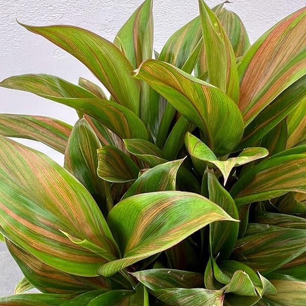 楽天市場】Cordyline（観葉植物｜花・観葉植物）：花・ガーデン・DIYの通販