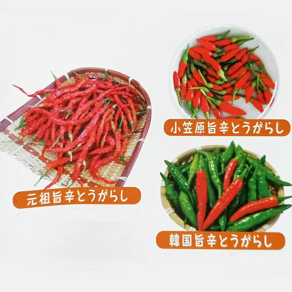 使い方は盛り沢山・料理のポイント・隠し味に野菜の苗/[送料無料]旨辛とうがらしおまかせ品種ミックス自根苗3号ポット28株セット旨辛とうがらしは濃厚なとうがらしでやみつきの旨さ！！濃厚な旨み、辛みがやめられない！！醤油に・・・さしみや揚げ物にプロ旨辛風味。オリーブオイルに・・・スパイスの効いたパスタ。酢に・・・濃厚な手作りドレッシング。みそに・・・みりんといれて創作料理の隠し味に。など使い方は盛り沢山！！★アソート出荷のため、入らない品種もあります。ご了承下さい。参考トウガラシ：小笠原旨辛とうがらし：辛さと豊かな風味元祖旨辛とうがらし：辛みの中に旨みが引き立つ！韓国旨辛とうがらし：韓国とうがらしの中で一番旨辛い！タイプ：ナス科の1年草収穫時期：7〜10月日照：日なた育て方：畑の場合、株間60cm、コンテナなら直径30cmの深めの鉢に1株植えてください。一番花から下2本のわき芽を残して、それ以外は取り除き3本を伸ばしていきます。高温時期は乾燥を避けるため、敷きわらなどを敷いてください。元肥のほか、実がつき始めてから2週間に1回液肥を与えてください。ヨトウムシ、アブラムシ、べと病に気をつけます。 収穫：着果後60日程度で、赤く色づいた頃。おいしい食べ方：味噌汁に刻んで入れると、旨みやまろやかさがアップ！醤油やオリーブオイル、酢、味噌など様々な調味料の旨みをアップ！お届けする苗は3号（直径9cm）ポット入り、28株セットです。写真は成長時（開花時）のイメージですが、お届けの際はまだ苗の状態です。品種および本数は見計らいミックスとなりますので、ご了承ください。■この商品はメーカー直送にてお届けのため、下記サービスについてはお受けできません。・時間帯指定・メッセージカードの添付■お届け地域について　　　・北海道・沖縄・離島へのお届けはできません。　※生産元で売り切れの際は在庫がご用意できない場合がございます。在庫がご用意できなかった場合は別途ご連絡をいたします。予めご了承ください。※商品名に[送料無料]と記載のあるものが対象です。送料無料とならない商品を一緒にご注文いただいた場合は通常送料がかかります。[送料無料]旨辛とうがらしおまかせ品種ミックス自根苗3号ポット28株セットの栽培ガイド野菜：ピーマン・ししとう・トウガラシの育て方野菜（実もの）：ナスの育て方・栽培方法