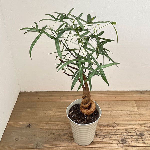 愛知県お引き取り限定☆ブラキキトン2鉢☆ 楽天市場】ブラキキトン（花・観葉植物｜花・ガーデン・DIY）の通販