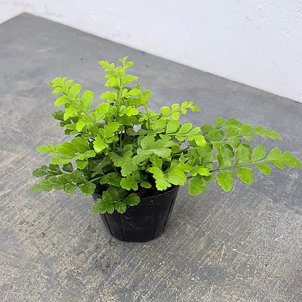 観葉植物/アスプレニウム：パルバーティ 3号ポット