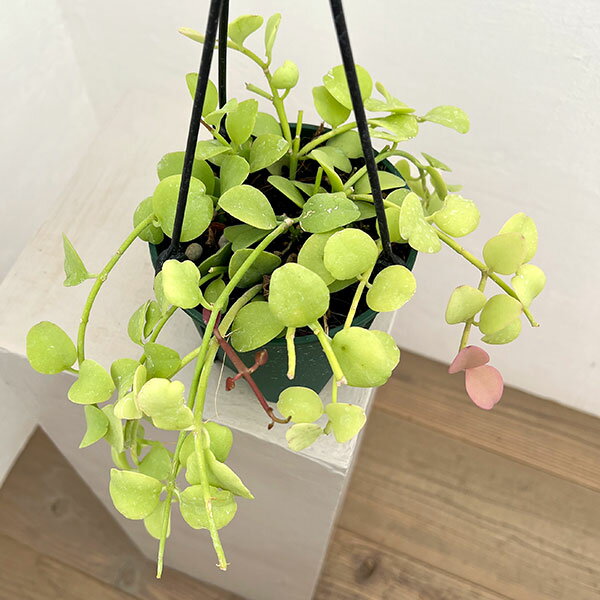 楽天市場】キディア（観葉植物｜花・観葉植物）：花・ガーデン・DIYの通販
