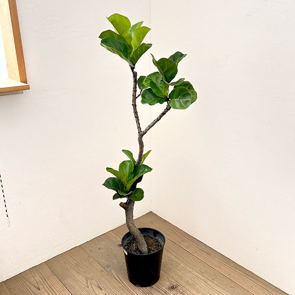 楽天市場】カシワバゴム（花・観葉植物｜花・ガーデン・DIY）の通販