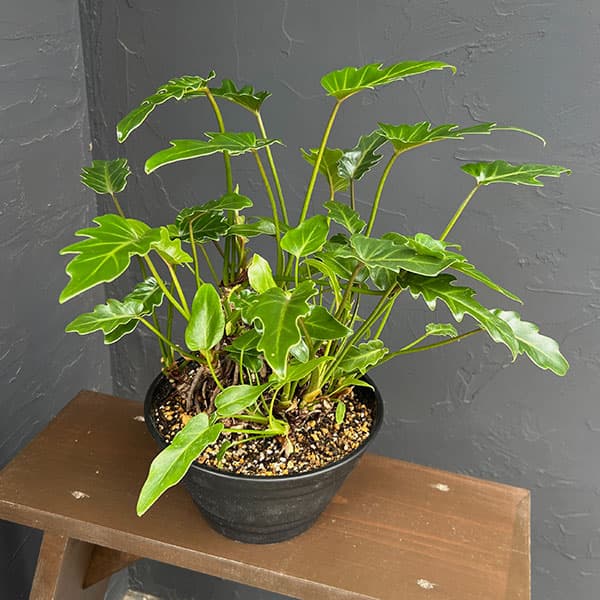 楽天市場】クッカバラ（観葉植物｜花・観葉植物）：花・ガーデン・DIY