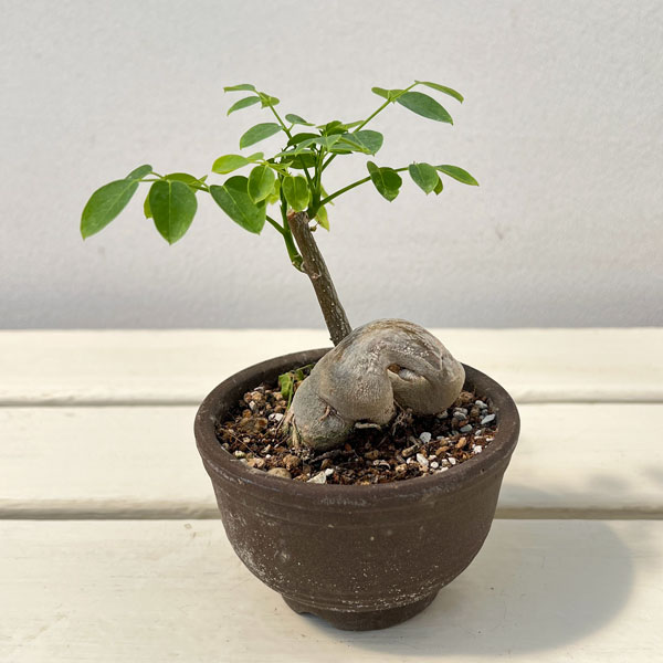 Rakuten - 観葉植物/モリンガ：ステノペタラ（木化仕立て・実生苗）3号鉢26-01