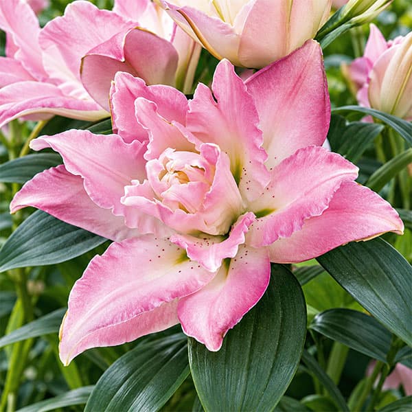 小型 オリエンタルリリー 百合・ユリの球根 開花期7-8月球根/ユリ（オリエンタル系）：セイバー1球入り（八重咲き）「セイバー」は優しいピンク色の八重咲きオリエンタルリリー（百合）です。同じグループのカサブランカとはまた違った、優美な印象です。庭植え、あるいは鉢植えでもお楽しみいただけます。タイプユリ科の耐寒性球根植物植え時10〜3月開花期7〜8月草丈80〜90cm用途切花・花壇・鉢植え栽培方法到着後、球根が乾かないうちに早めに植え付けてください。植え場所は明るい日陰を好みます。鉢植えの場合は赤玉土6、腐葉土4の割合で9号以上の深鉢に植え付けます。プランターの場合は標準的な長さ65cmのプランター1つで3球が目安です。球根の高さの3倍くらいの深さが植付けの目安です。ゆりは球根の上にのびた茎から根が伸び、この根が養分を吸収しますので、なるべく深く植えるのがポイントです。寒さに強いので、戸外で水を切らさないように管理します。春になって芽が伸び始めたら液肥や化成肥料を追肥します。花が咲き終わったら、花柄を切り取りますが、葉や茎は残すようにして球根を太らせます。鉢植えの場合は毎年秋に地上部が枯れたら堀りあげ、なるべく早く新しい土でまた植え付けてください。庭植えの場合は植えたまま毎年花を楽しむことができます。※写真は開花時のイメージです。※球根に細かな傷がある場合がありますが、生育には支障ありません。ユリ（オリエンタル系）：セイバー1球入り（八重咲き）の栽培ガイド秋植え球根のダブルデッカー植え球根の植付け秋植え球根植えっぱなしで毎年咲く、おすすめの球根植物